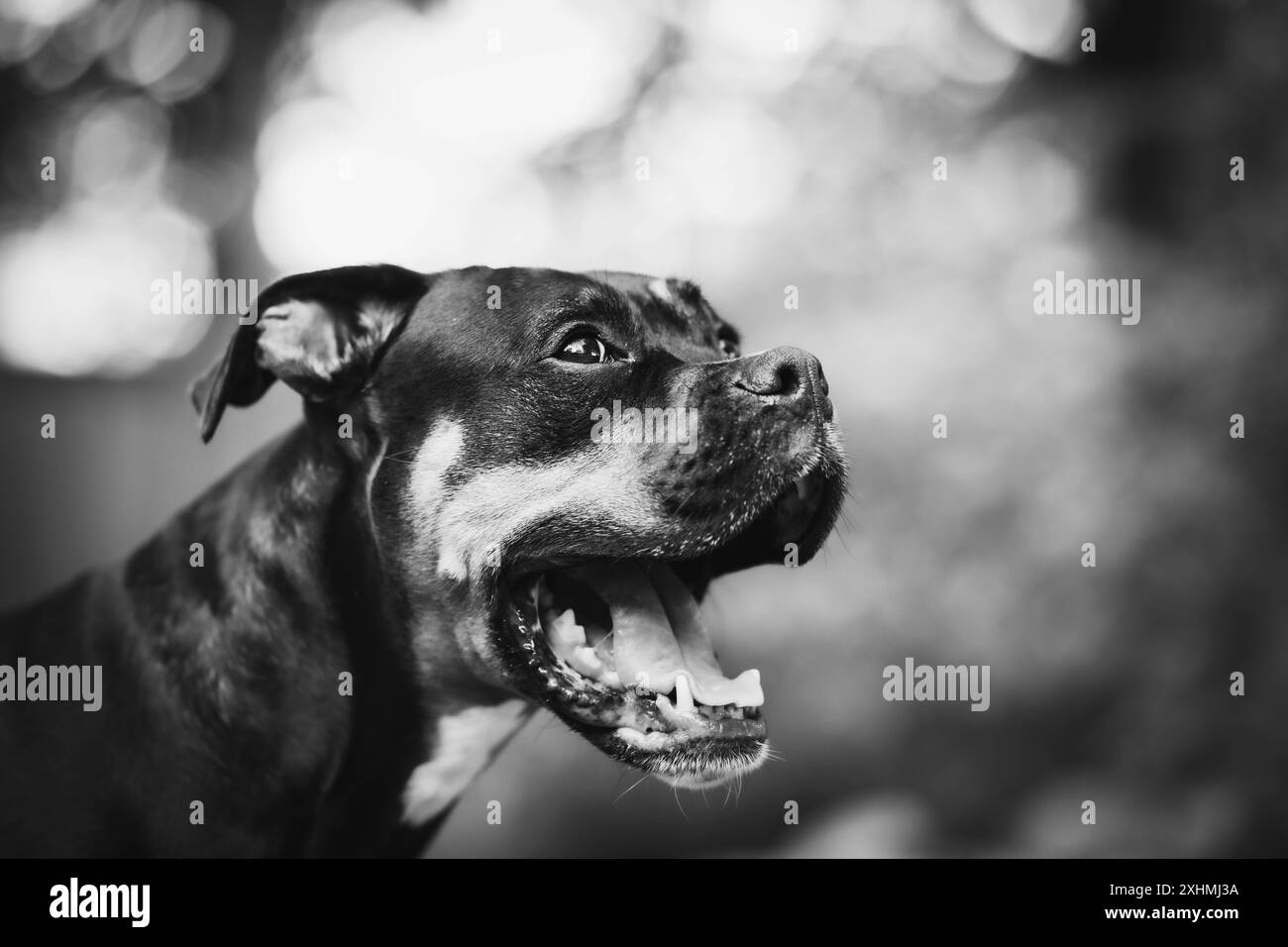 Portrait en noir et blanc d'un chien mixte bâillant Banque D'Images
