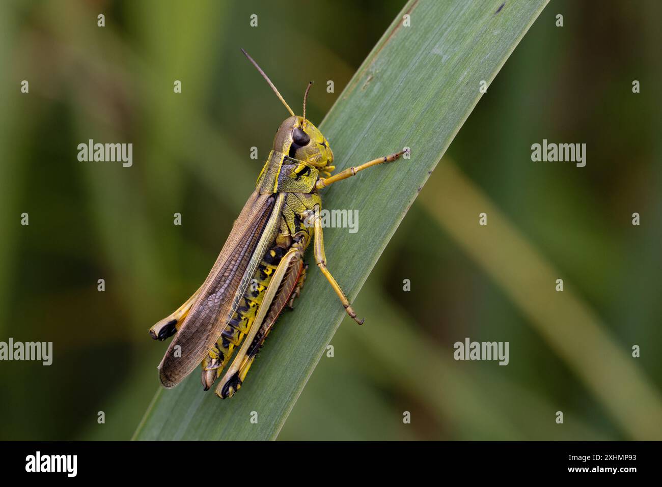 Grand marais Grasshopper (Stethophyma grossum) sortie à Wheatfen NR Norfolk juillet 2024 Banque D'Images