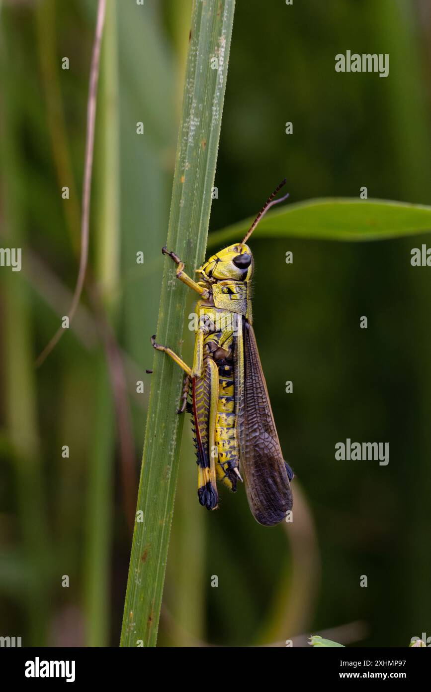 Grand marais Grasshopper (Stethophyma grossum) sortie à Wheatfen NR Norfolk juillet 2024 Banque D'Images