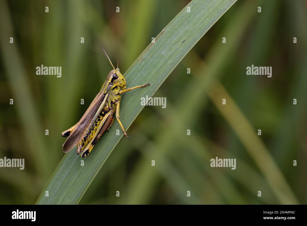 Grand marais Grasshopper (Stethophyma grossum) sortie à Wheatfen NR Norfolk juillet 2024 Banque D'Images