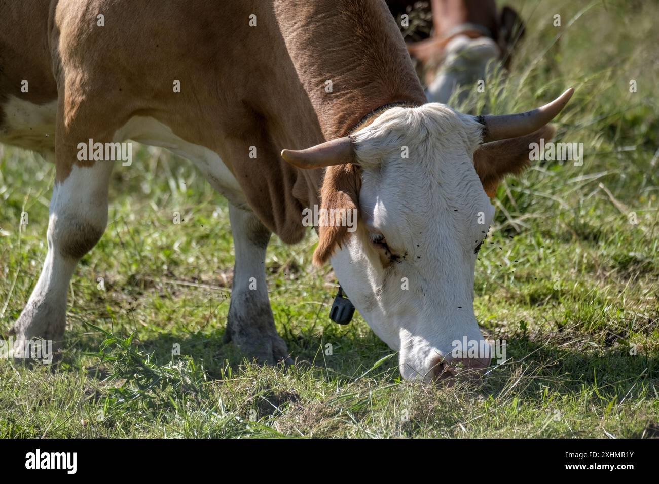 Vaches qui paissent sur le plateau de Cansiglio dans les contreforts de Belluno Banque D'Images