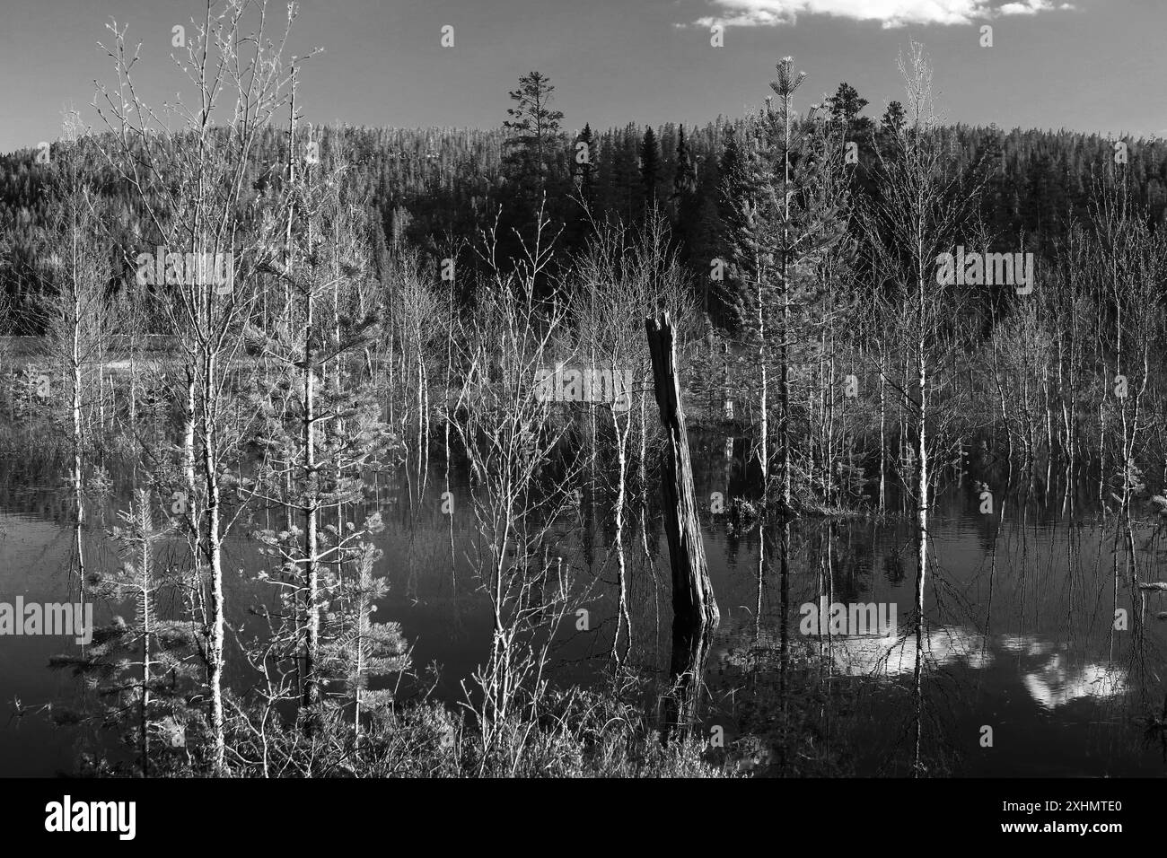 Photo en noir et blanc d'un marais dans le parc national de Bjornlandets, Suède. Banque D'Images