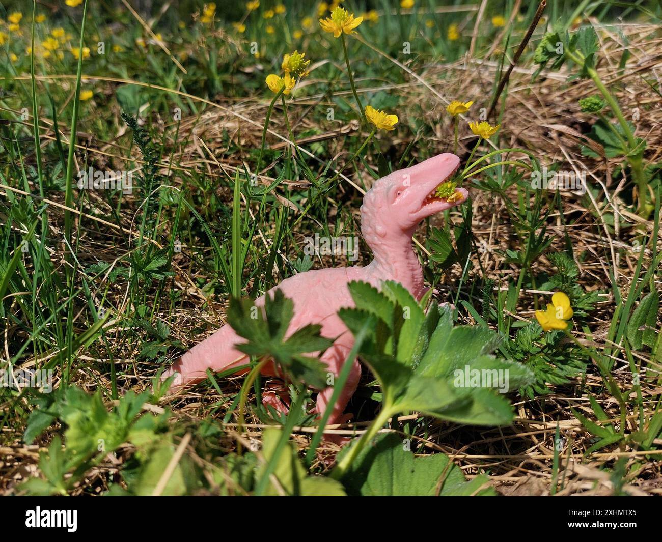 Jouet dinosaure rose dans un champ herbeux mangeant des fleurs jaunes. Banque D'Images