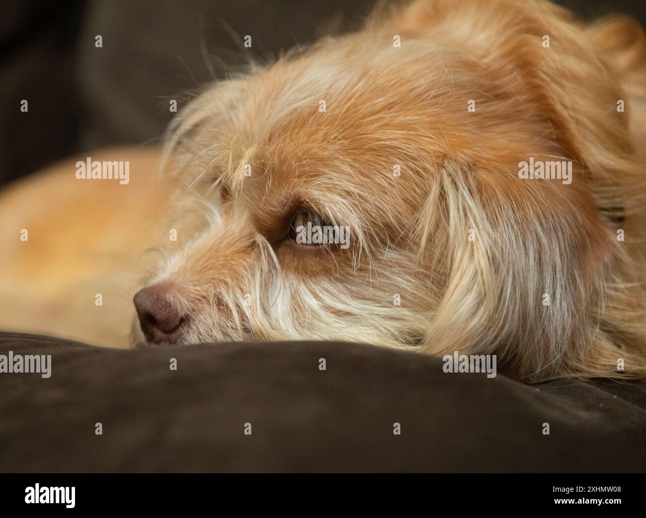 Pekingese doux, chien de race mixte de Poméranie avec les yeux bruns Banque D'Images