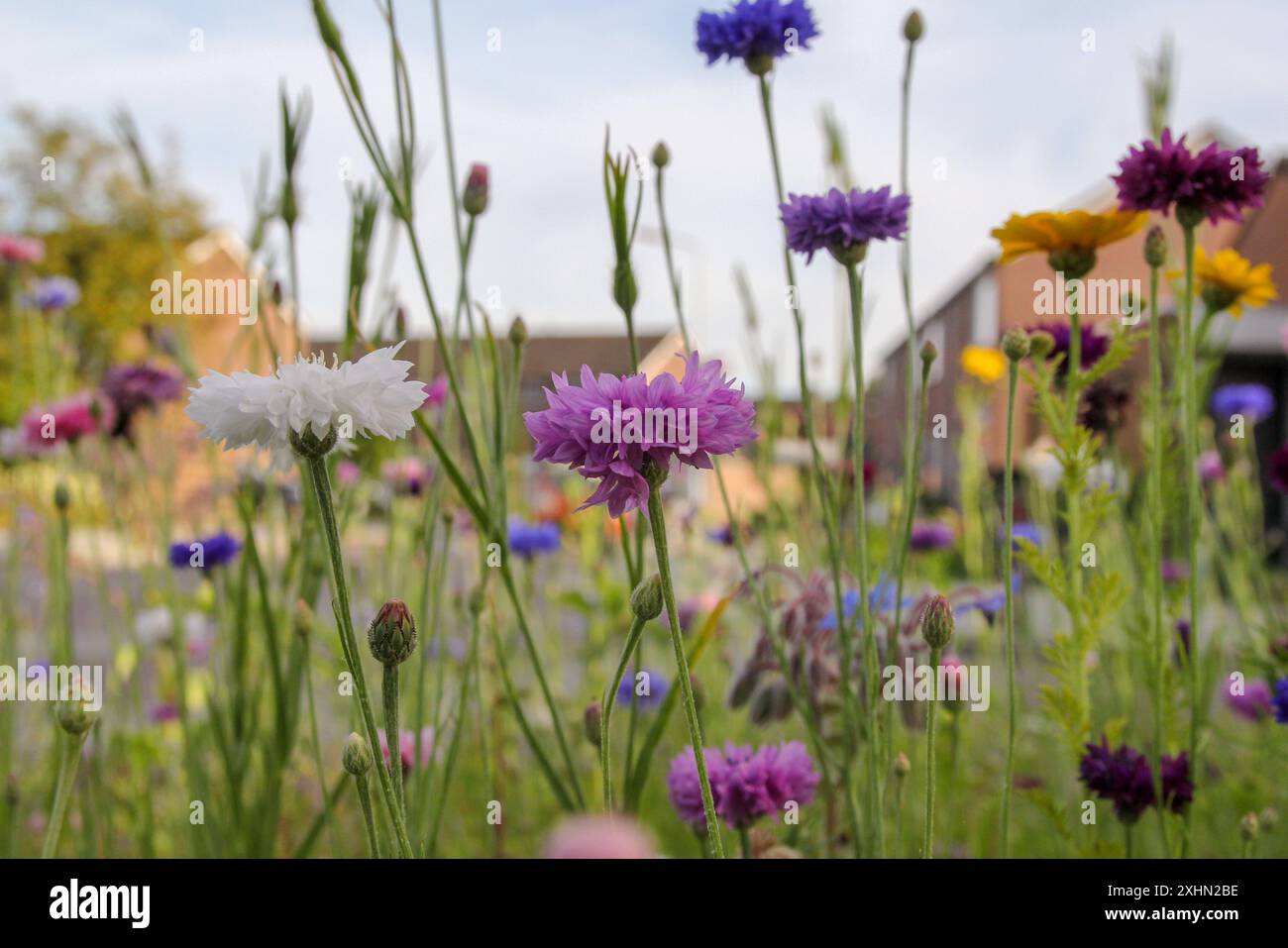 beaux bleuets colorés et autres fleurs sauvages en gros plan dans un jardin public dans un petit village en été Banque D'Images