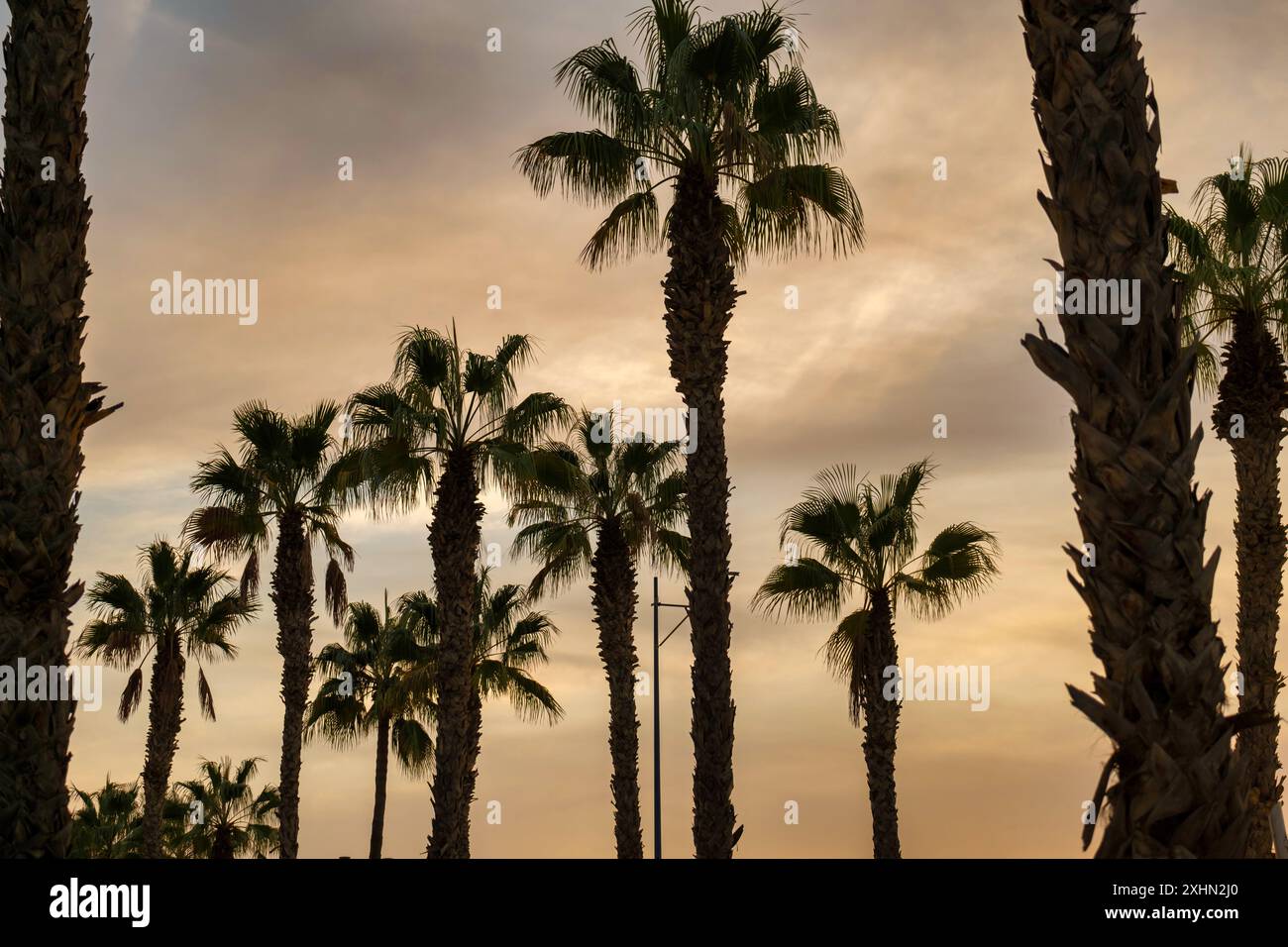 Palmiers silhouettés contre un ciel doré, potentiellement au lever ou au coucher du soleil, reflétant une ambiance tropicale tranquille Banque D'Images