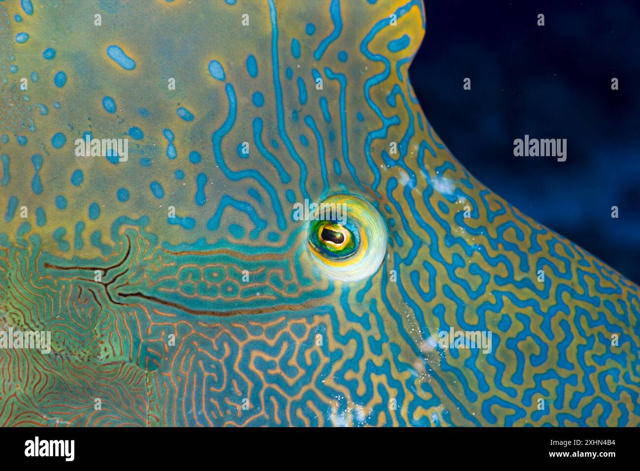 Égypte, Charm el-Cheikh, Napoléon Fish, Humphead Wrasse (Cheilinus undulatus) Banque D'Images