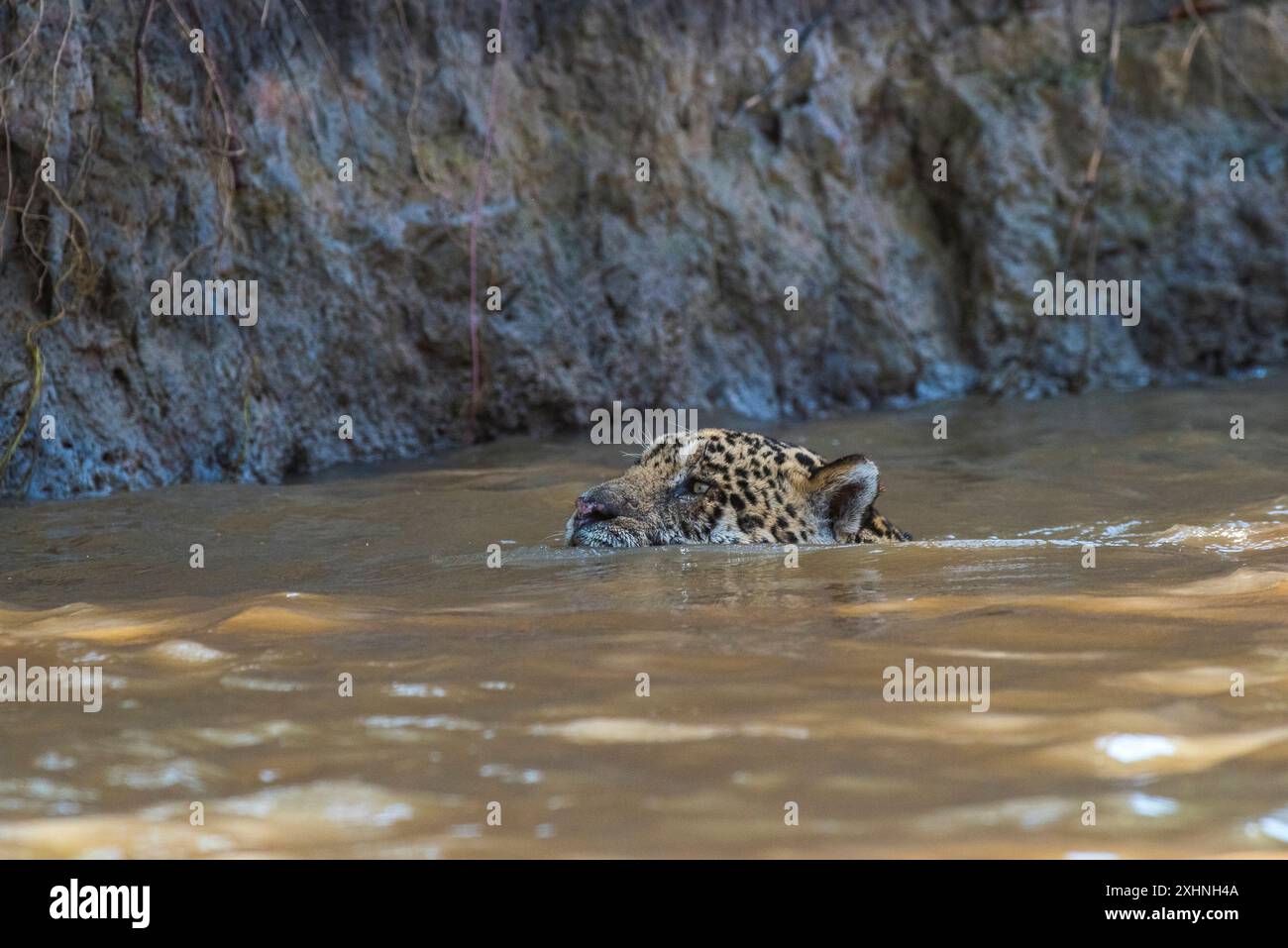 Jaguar natation dans l'environnement forestier Mato Grosso, Pantanal, Brésil Banque D'Images