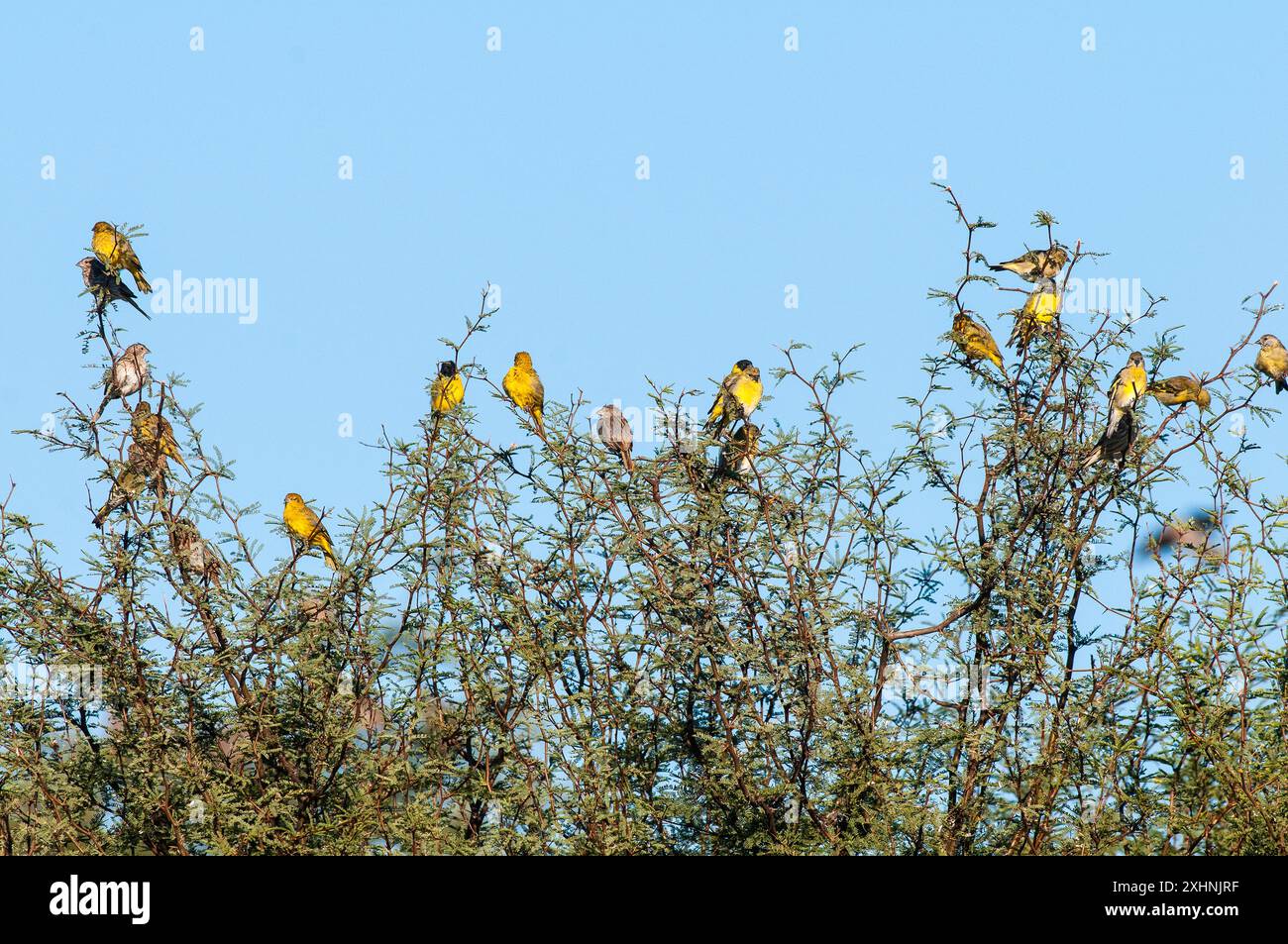 Siskin à capuche, Spinus magellanicus, dans l'environnement de la forêt de Calden, la Pampa, Argentine. Banque D'Images