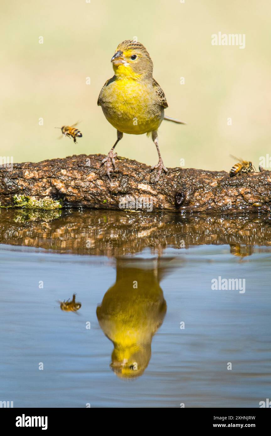 Finch safran, Sicalis flaveola, la Pampa, Argentine. Banque D'Images