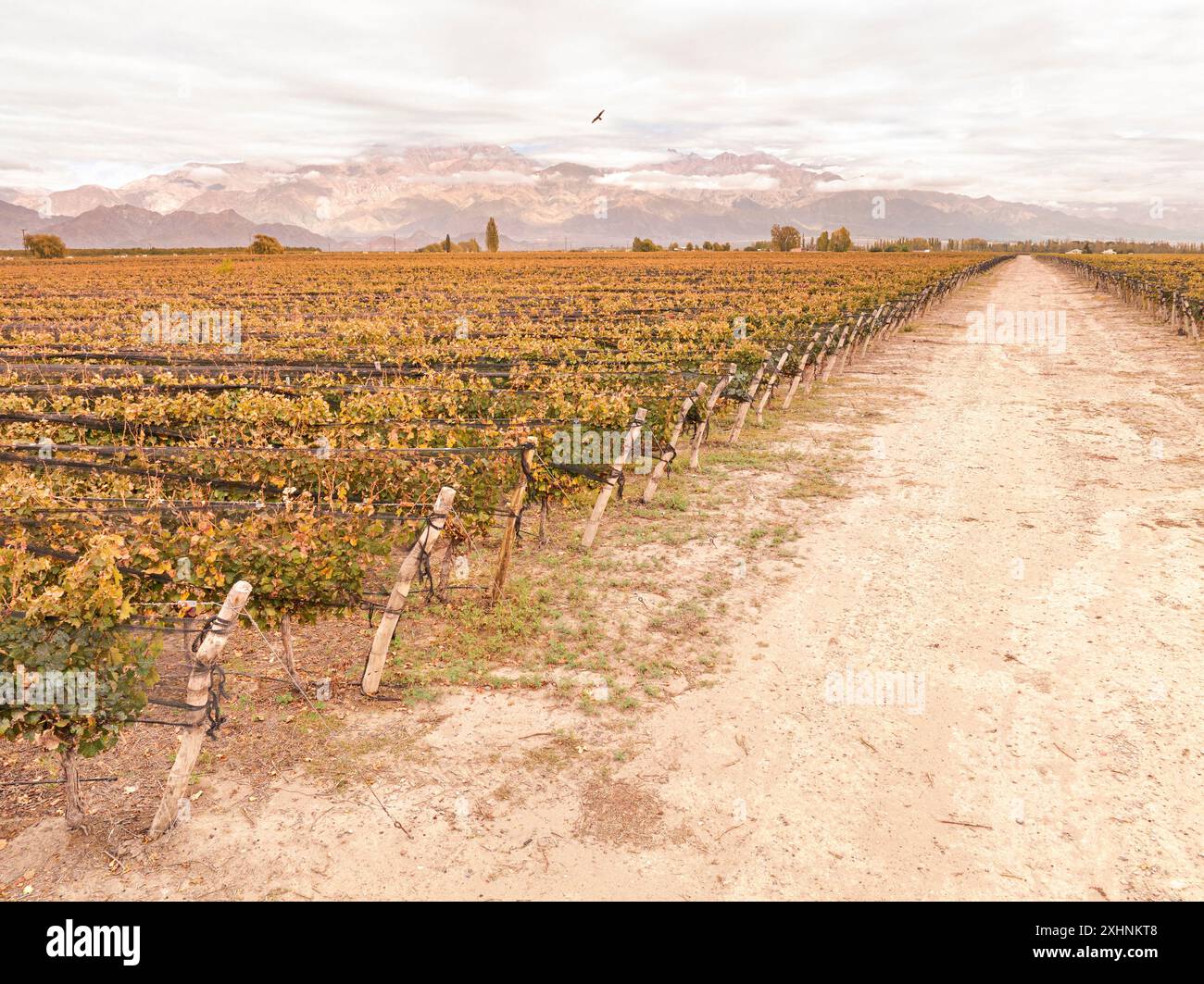 Vignobles de la Valle de Uco en automne, Mendoza, Argentine. Banque D'Images