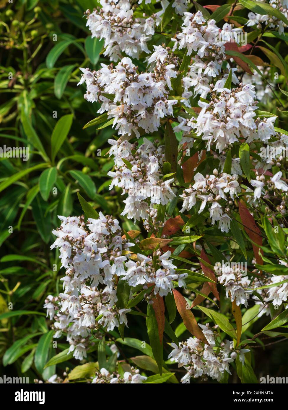 Fleurs d'été du Bush de Noël australien Victoria, Prostanthera lasianthos Banque D'Images