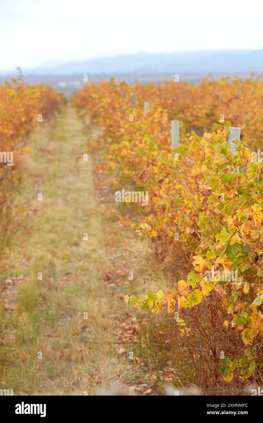 Vignobles de la Valle de Uco en automne, Mendoza, Argentine. Banque D'Images