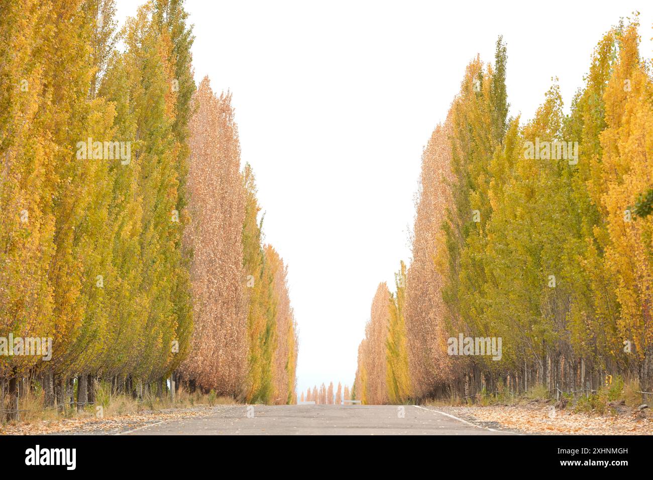 La route d'entrée de la station viticole de luxe Casa de Uco en automne, Valle de Uco, Mendoza, Argentine. Banque D'Images