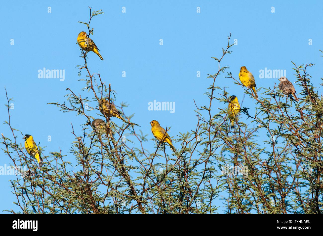 Siskin à capuche, Spinus magellanicus, dans l'environnement de la forêt de Calden, la Pampa, Argentine. Banque D'Images