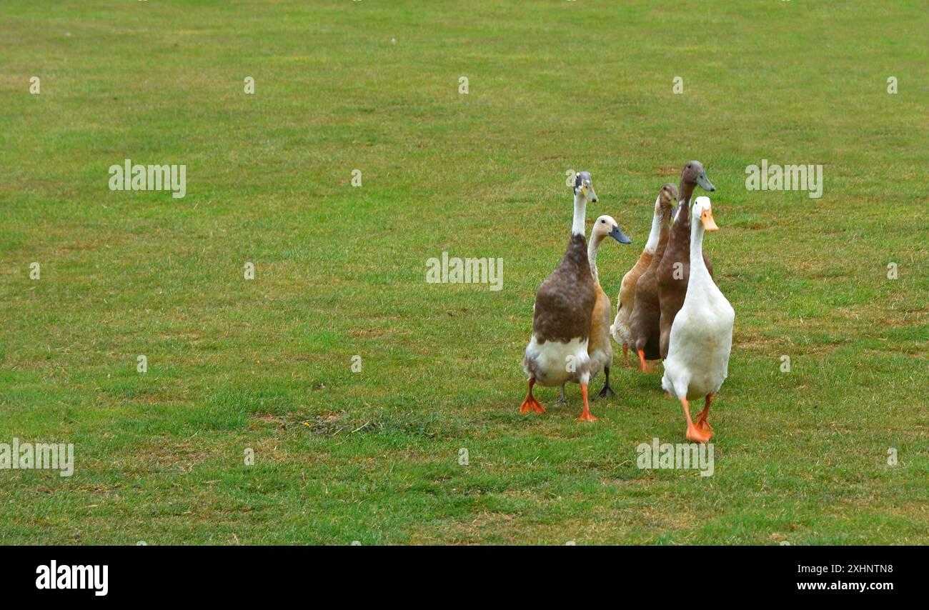 Groupe de canards indiens Runner isolés sur l'herbe. Banque D'Images