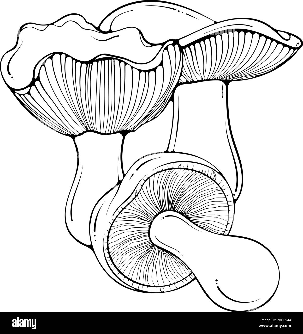 Composition avec des champignons russula line art Illustration de Vecteur