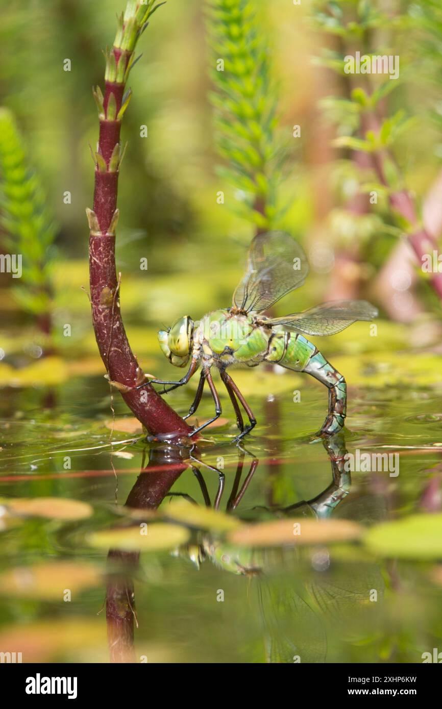 Emperor Dragonfly, Anax imperator, femelle pondant des œufs, ovipositing, sur Mares-tail, Hippuris vulgaris, dans l'étang de la faune de jardin, Sussex, Royaume-Uni Banque D'Images