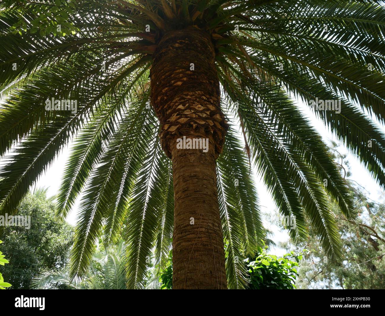 Palmier dattier des îles Canaries ou palmier ananas. Originaire des îles Canaries cet exemple se trouve dans le parc de Malaga, Malaga, Andalousie, Espagne Banque D'Images