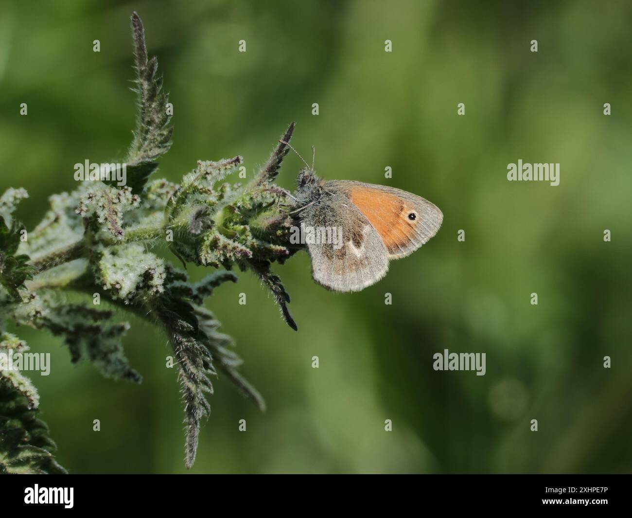 Petit papillon de Heath sur ortie Banque D'Images
