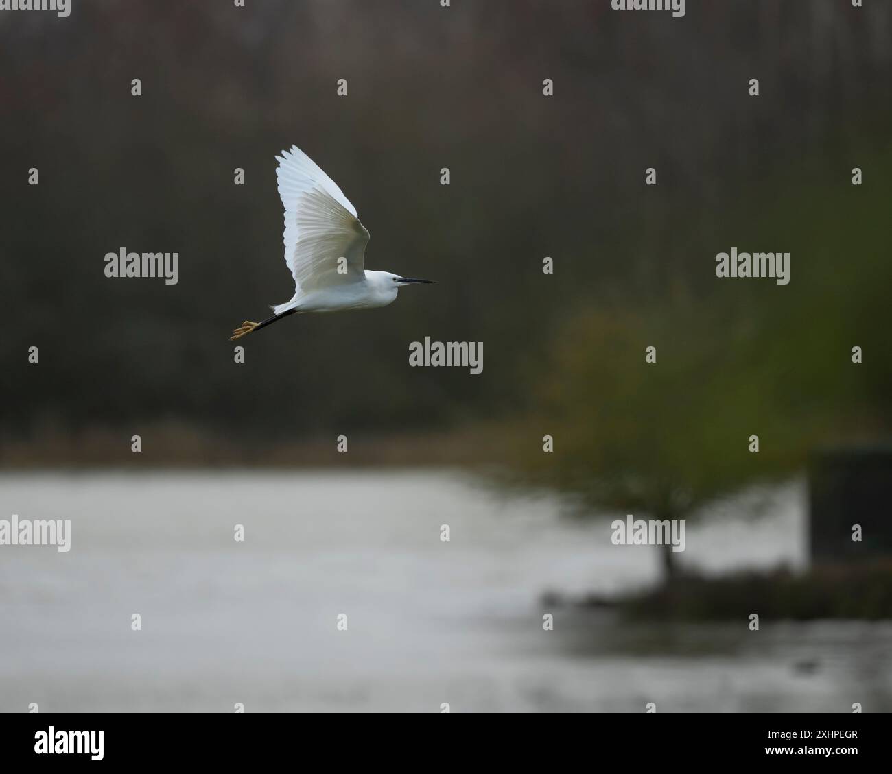 Petite aigrette sur l'aile Banque D'Images