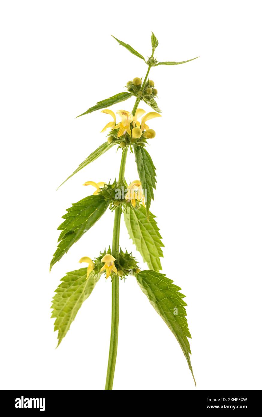 Archange jaune isolé sur fond blanc. Banque D'Images