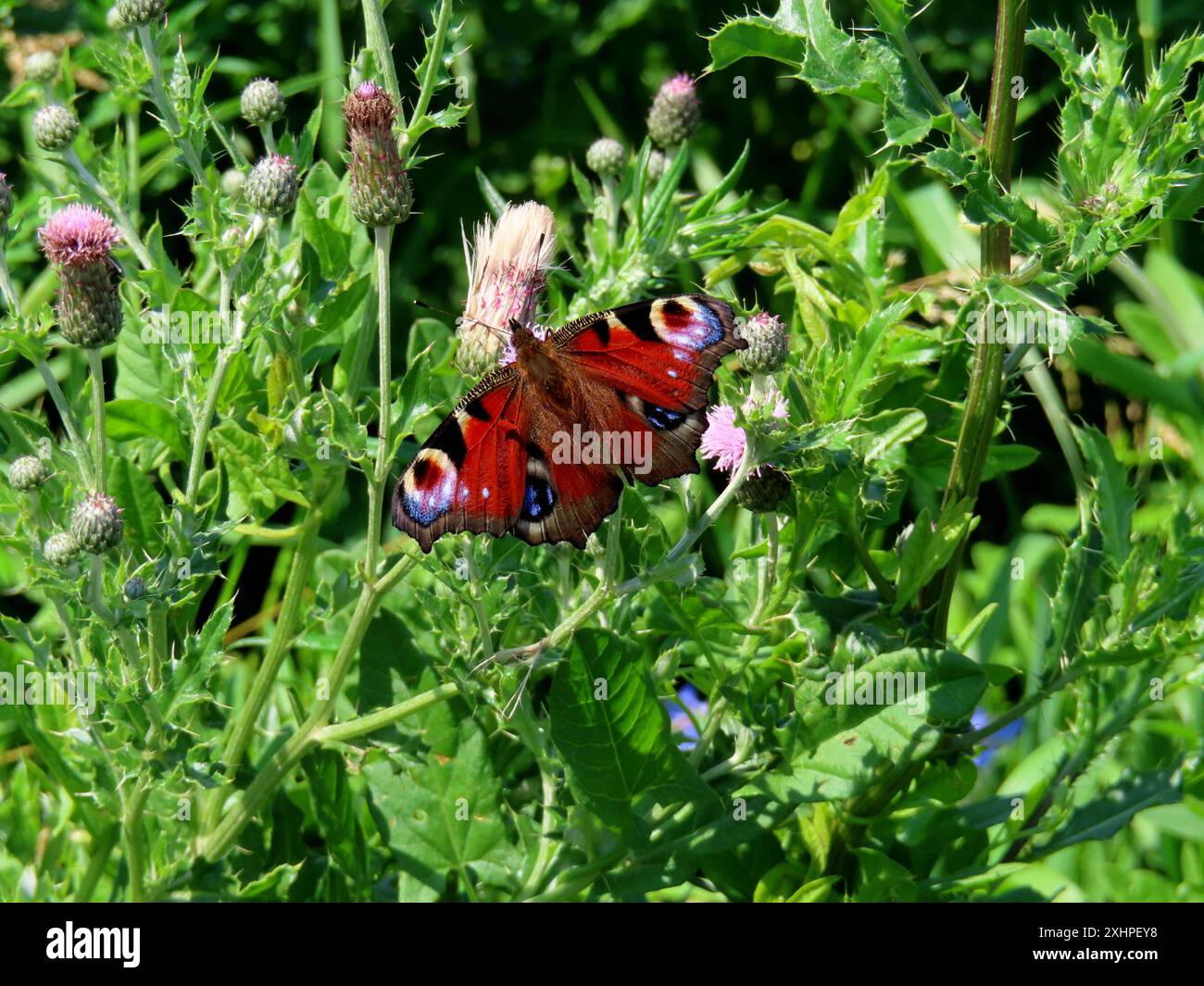 ...Einer der schoensten heimischen Falter...loescht seinen Nektardurst aus den Blueten der Ackerkratzdistel Tagpfauenauge trinkt Nektar aus Ackerkratzdistelbluete *** un des plus beaux papillons indigènes étouffe sa soif de nectar des fleurs du chardon Peacock Butterfly nectar des fleurs du chardon Banque D'Images