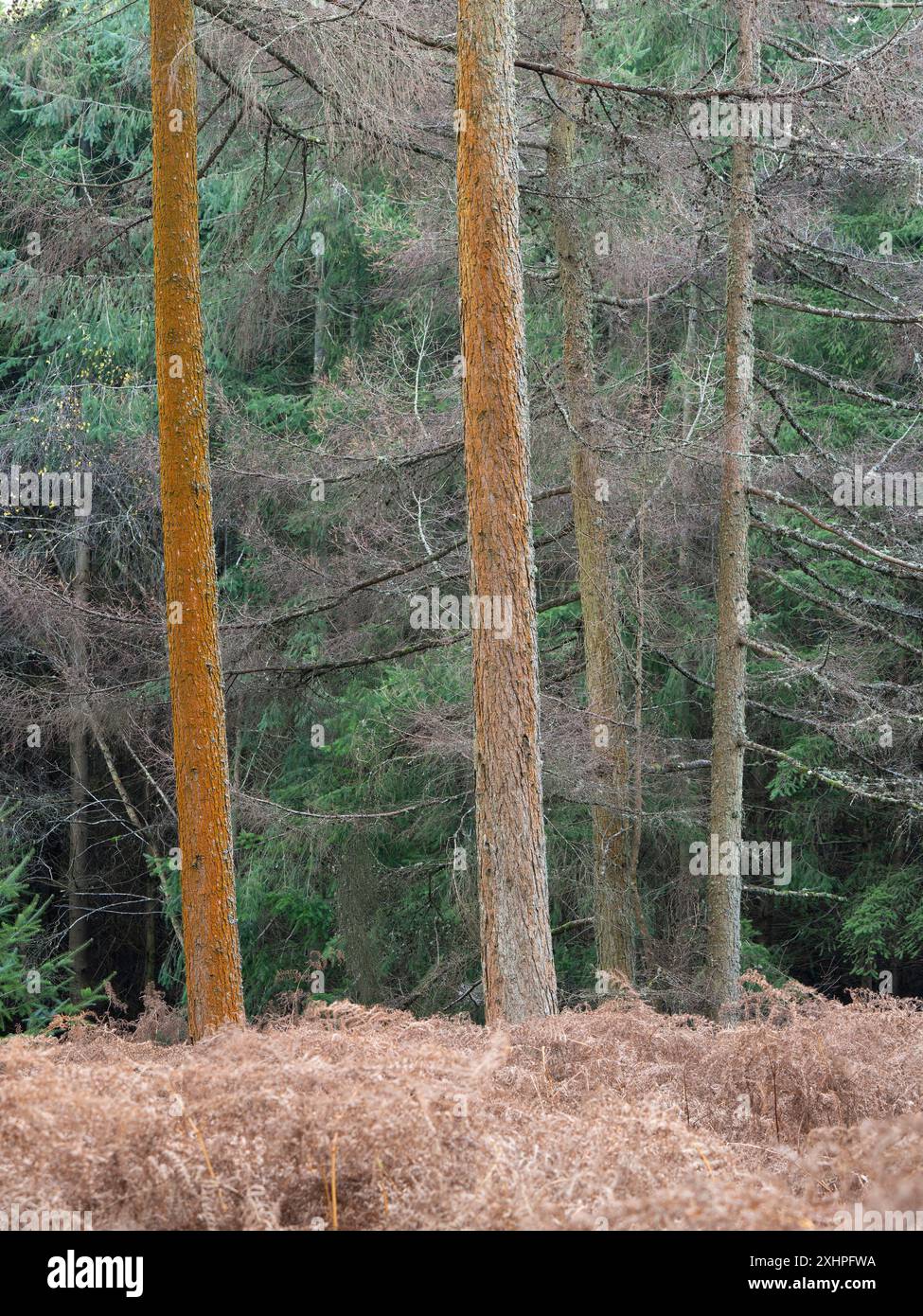 Forêt mixte à Mortimer Forest, Ludlow, Shropshire, Royaume-Uni Banque D'Images