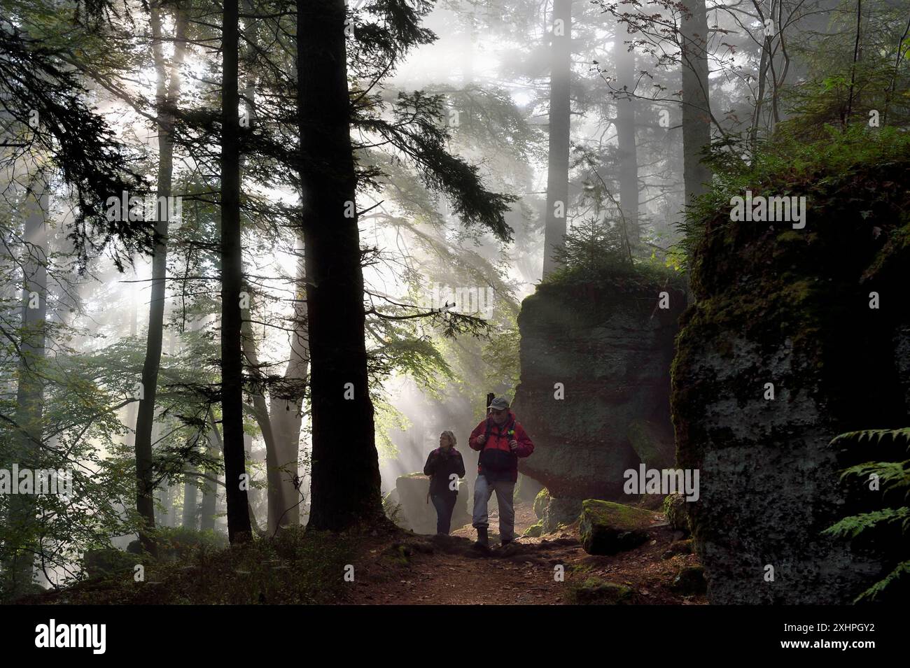 France, Bas Rhin, Mont Saint Odile, randonnée le long du mur païen, vestige d'un mur probablement de la période mérovingienne avec une longueur totale de onze ki Banque D'Images