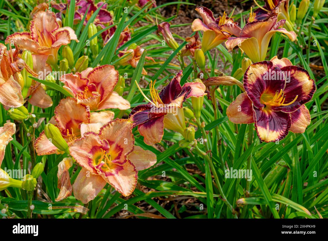 Deux espèces différentes de daylys colorés lumineux fleurissant avec des détails et des volants poussant ensemble dans un parterre de fleurs dans un champ vue rapprochée sur un ensoleillé Banque D'Images Deux espèces différentes de daylys colorés lumineux fleurissant avec des détails et des volants poussant ensemble dans un parterre de fleurs dans un champ vue rapprochée sur un ensoleillé Banque D'Images