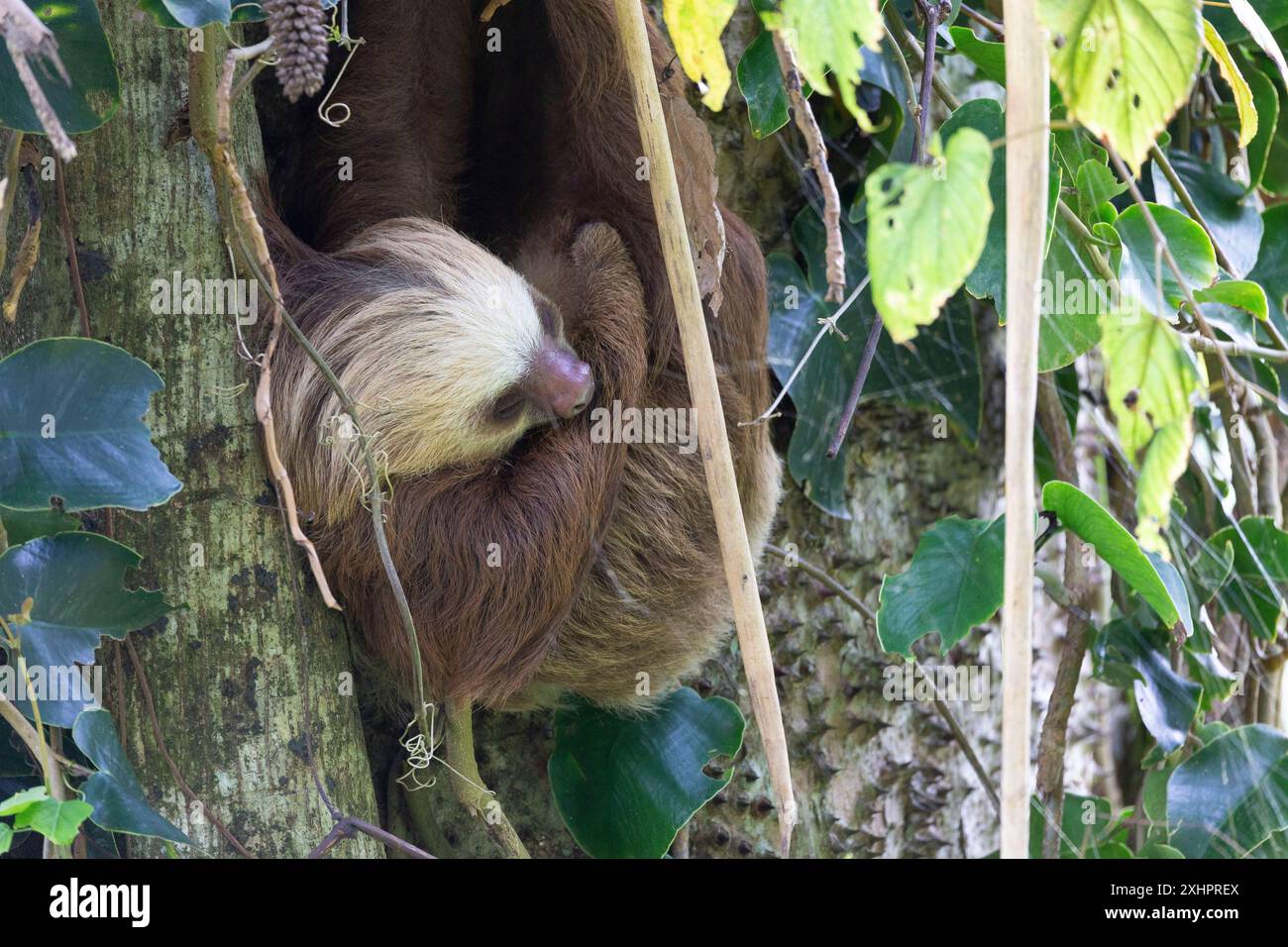 Costa Rica, province de Limon, parc national de Cahuita, Hoffmann's Sloth ou Hoffmann's Unau (Choloepus hoffmanni hoffmanni) Banque D'Images