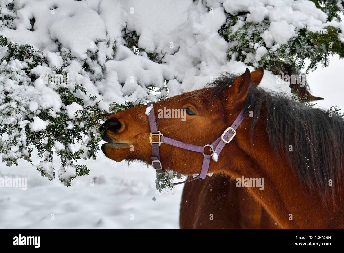 France, Doubs, cheval mangeant de la neige sur les branches d'un sapin Banque D'Images