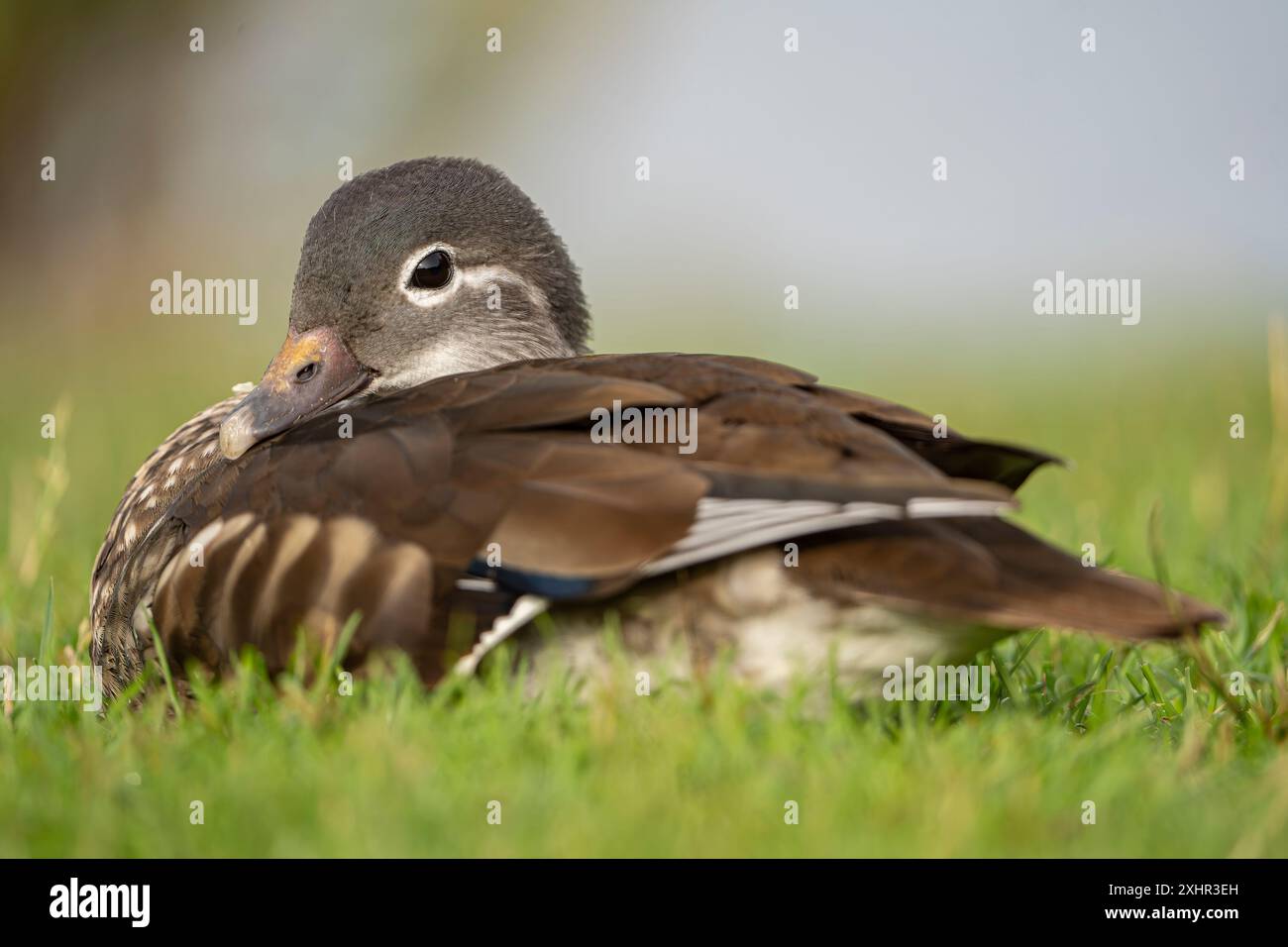 Gros plan d'un canard mandarin sauvage femelle (Aix galericulata) assis calmement sur l'herbe. Banque D'Images