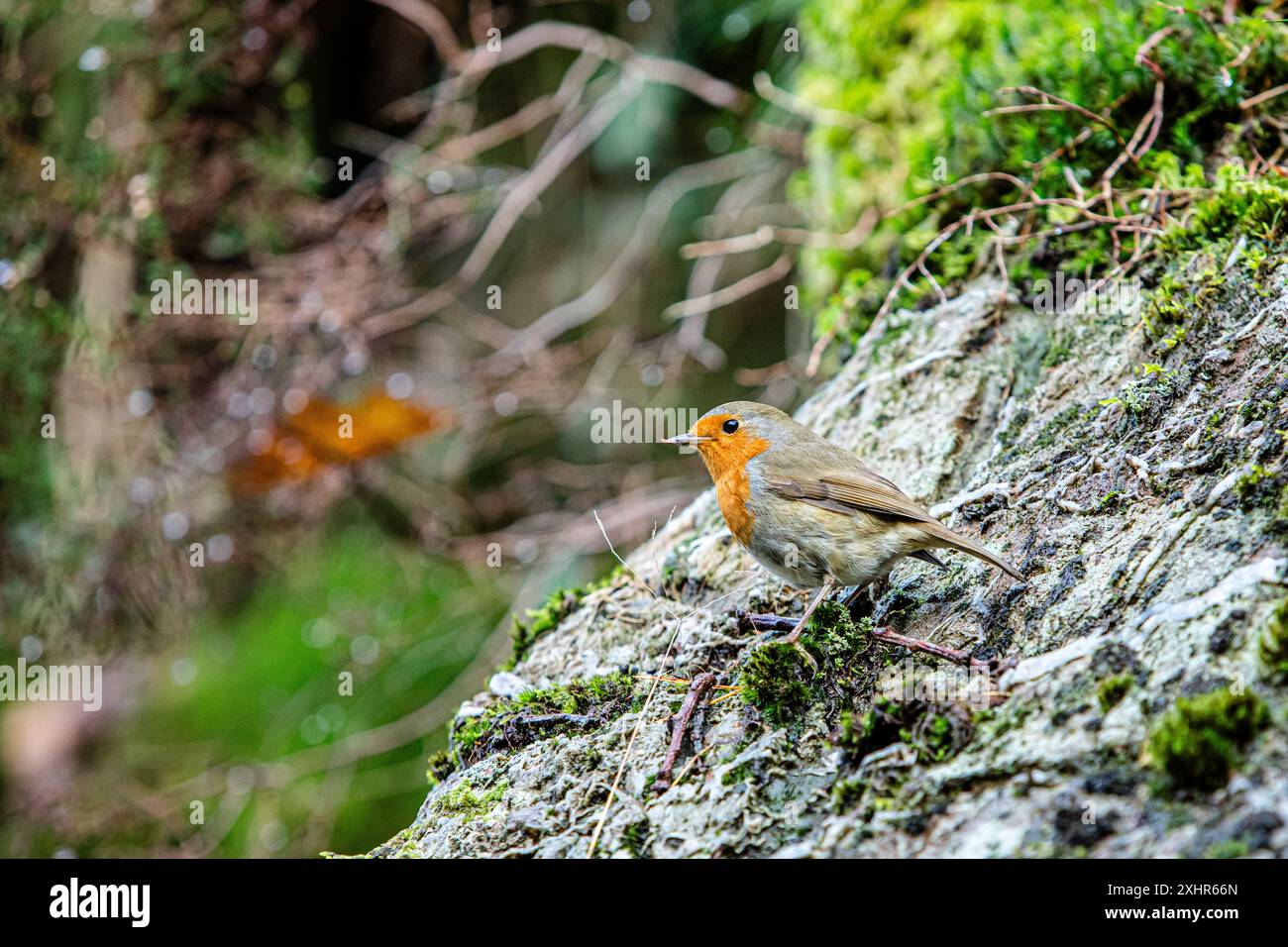 Robin RedBreast gros plan / gros plan sur un fond boisé avec un insecte dans son bec Banque D'Images