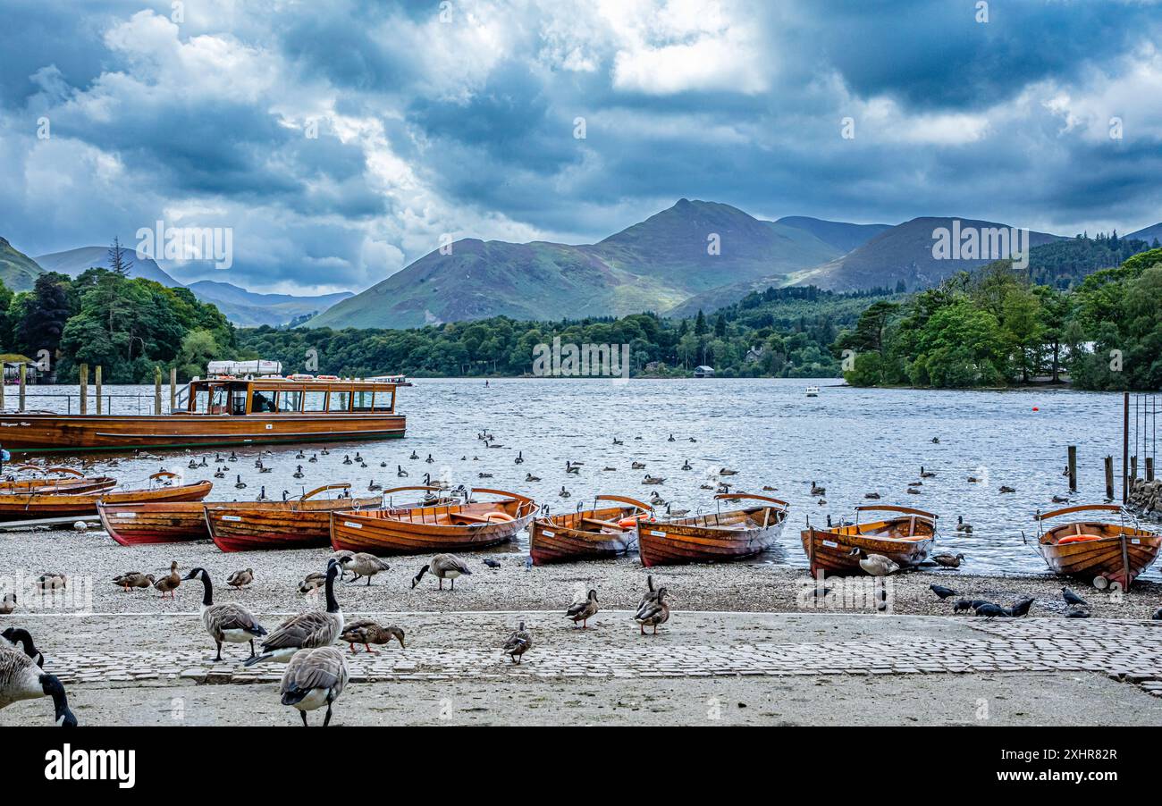 Bateaux à rames sur le rivage à Derwent Water, Keswick, Lake District, Cumbria, Royaume-Uni avec des bernaches du canada au premier plan Banque D'Images