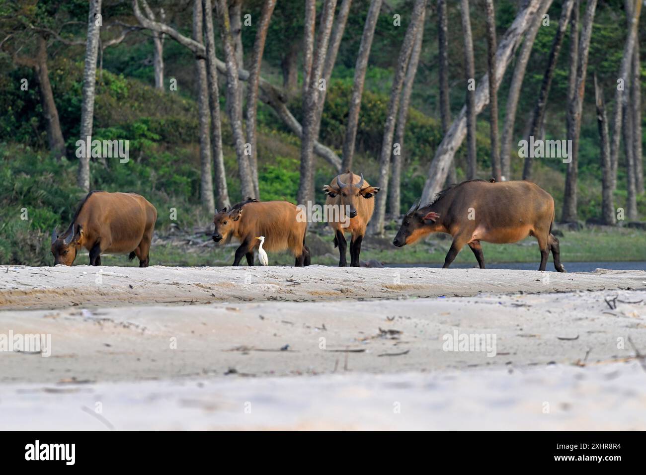 Buffle rouge ou buffle des forêts (Syncerus nanus) sur la plage, petit Loango, Parc National de Loango, Parc National de Loango, Province d'Ogooue-maritime Banque D'Images