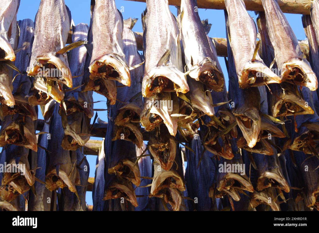 Plusieurs poissons suspendus sur un rack pour sécher au soleil, méthode traditionnelle de conservation, morue, morue, Lofoten, Nordland, Norvège Banque D'Images