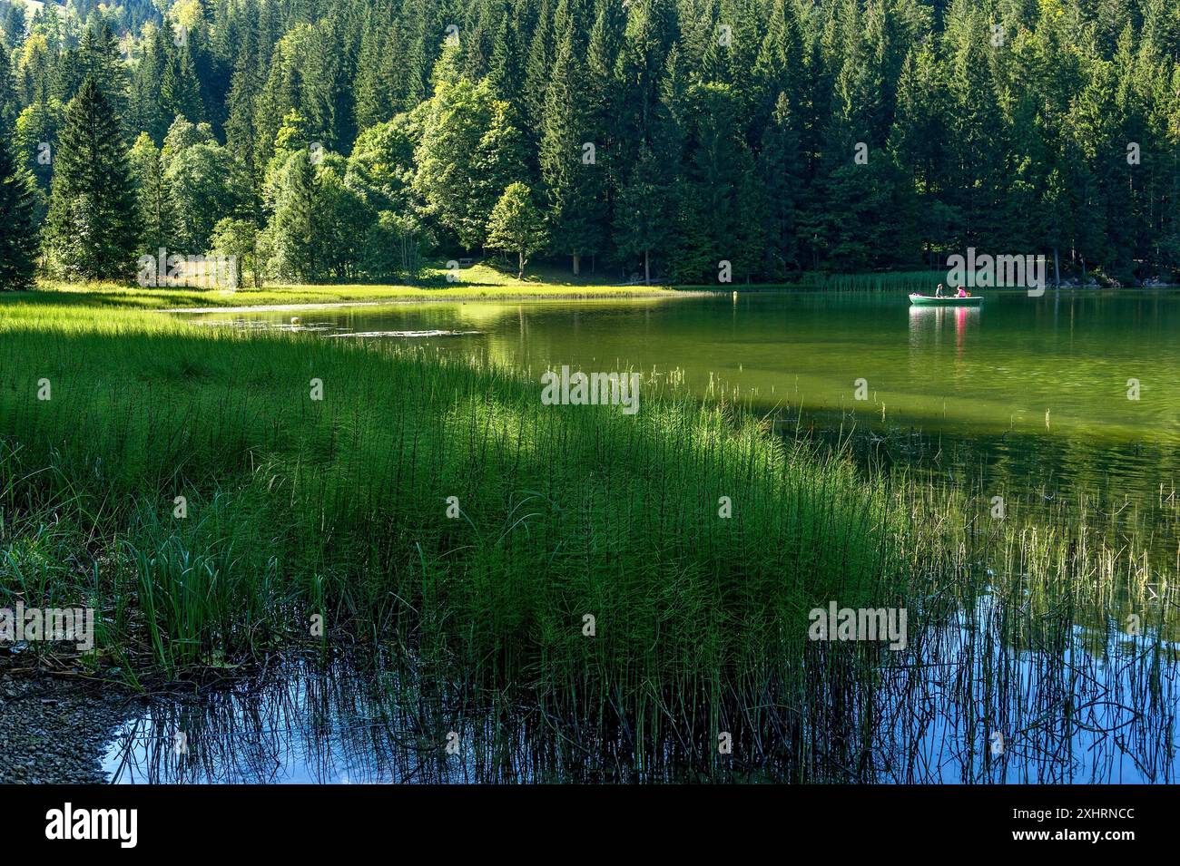 Spitzingsee, lac de montagne avec étang prêle, prêle d'eau (Equisetum fluviatile), excursion, couple dans un bateau à rames, municipalité de Banque D'Images