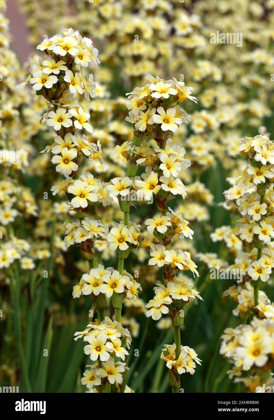 Graminées jaunes ou fleurs satinées, Sisyrinchium striatum, Iridacées. Amérique du Sud. Banque D'Images