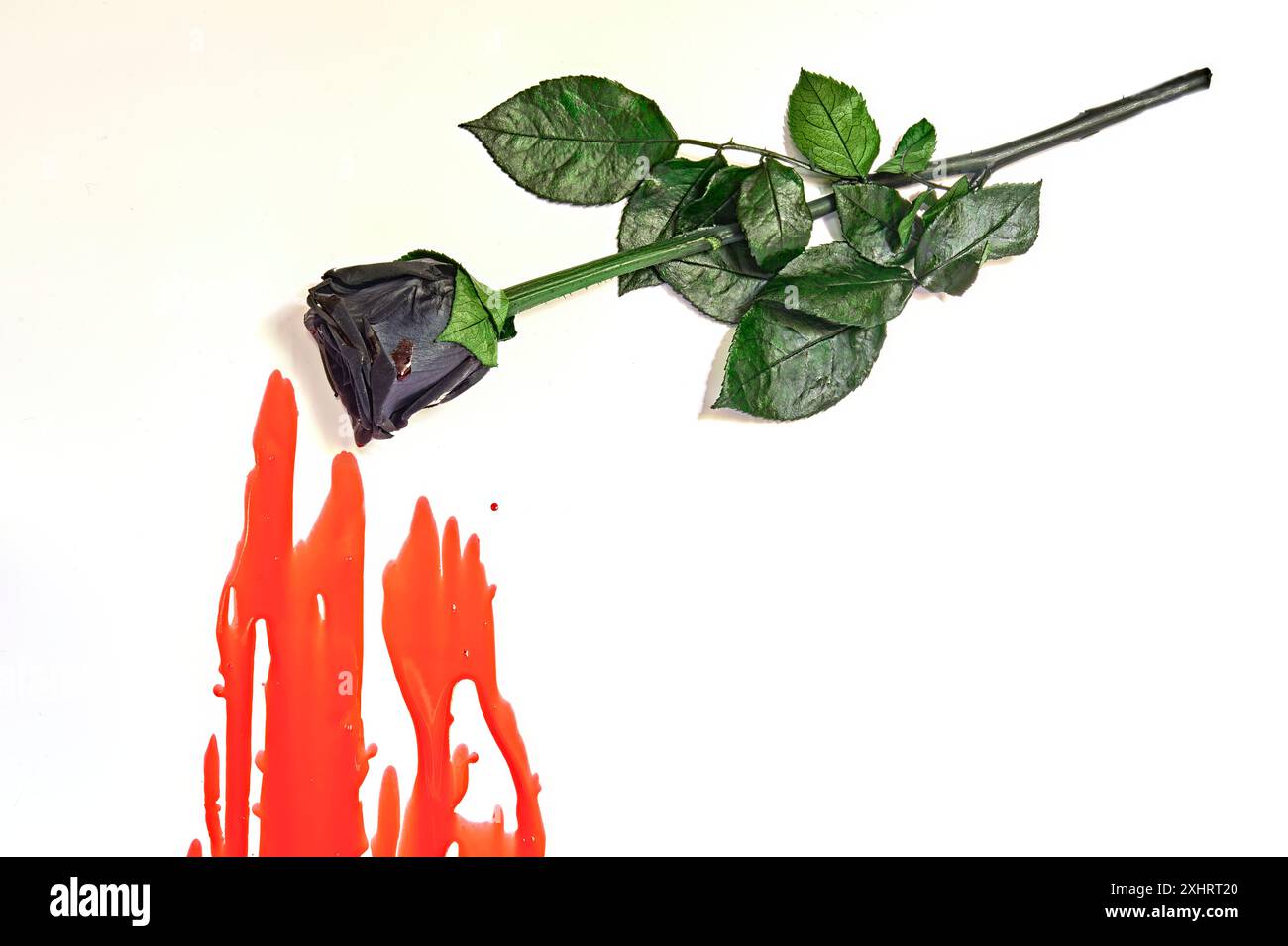 Fleur de rose noire isolée sur fond blanc avec du sang. Un bon look pour Halloween. Banque D'Images