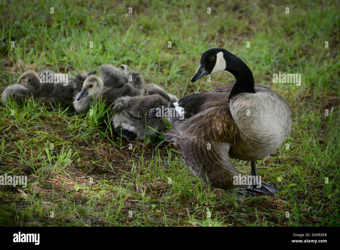 Une oie du Canada adulte (Branta canadensis) veille sur sa famille d’oisons dans un parc public de Flat Rock, en Caroline du Nord. Banque D'Images