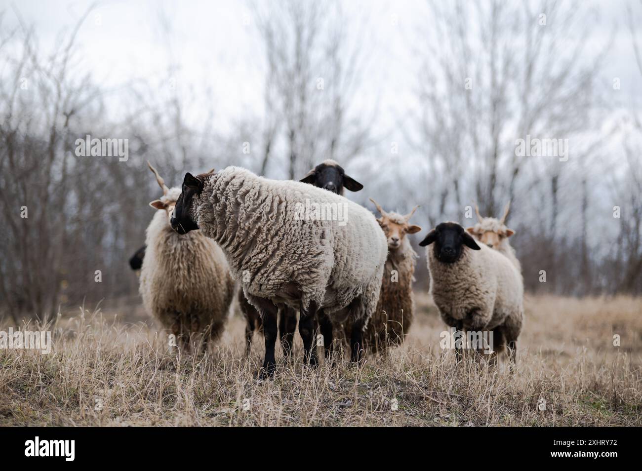 Troupeau de racka hongrois et de moutons anglais du suffolk sur le terrain en hiver Banque D'Images