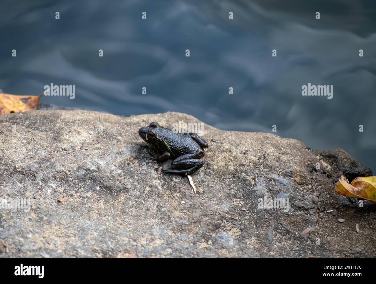 Une petite grenouille repose paisiblement sur un rocher le long du bord des eaux défocalisées d'une rivière Arkansas. Une petite créature du grand air. Banque D'Images