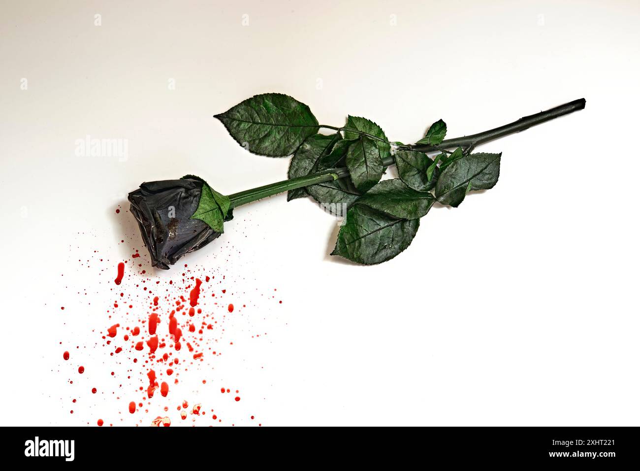 Fleur de rose noire isolée sur fond blanc avec du sang. Un bon look pour Halloween. Banque D'Images