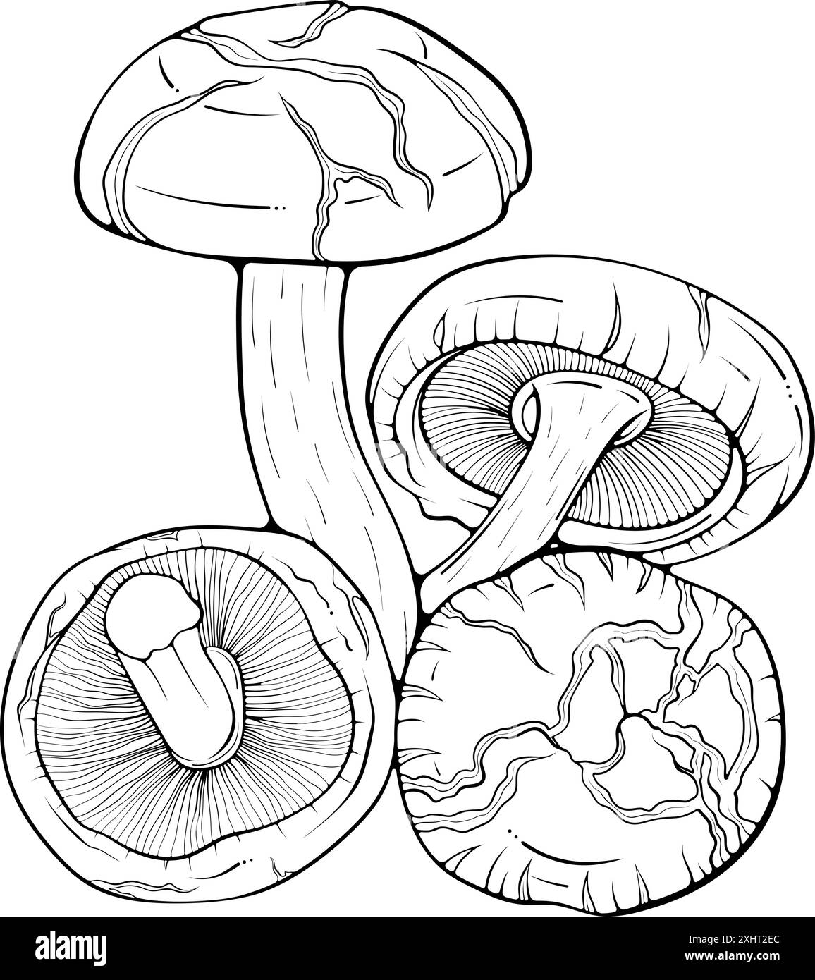 Composition avec des champignons shiitake line art Illustration de Vecteur