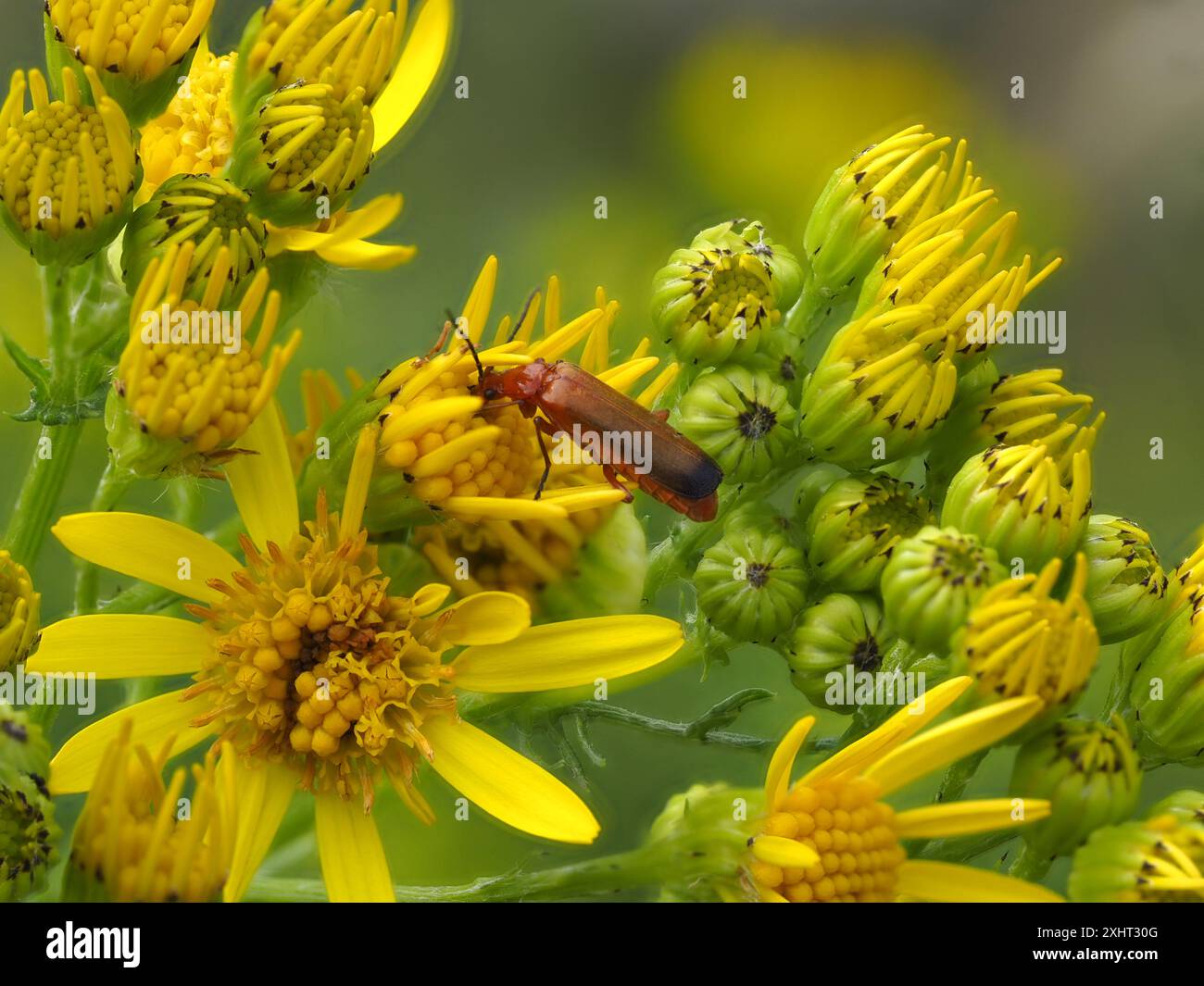 Rhagonycha fulva, un coléoptère soldat rouge commun, également connu à tort sous le nom de coléoptère suceur de sang ou de coléoptère bondissant de l'huissier. Banque D'Images
