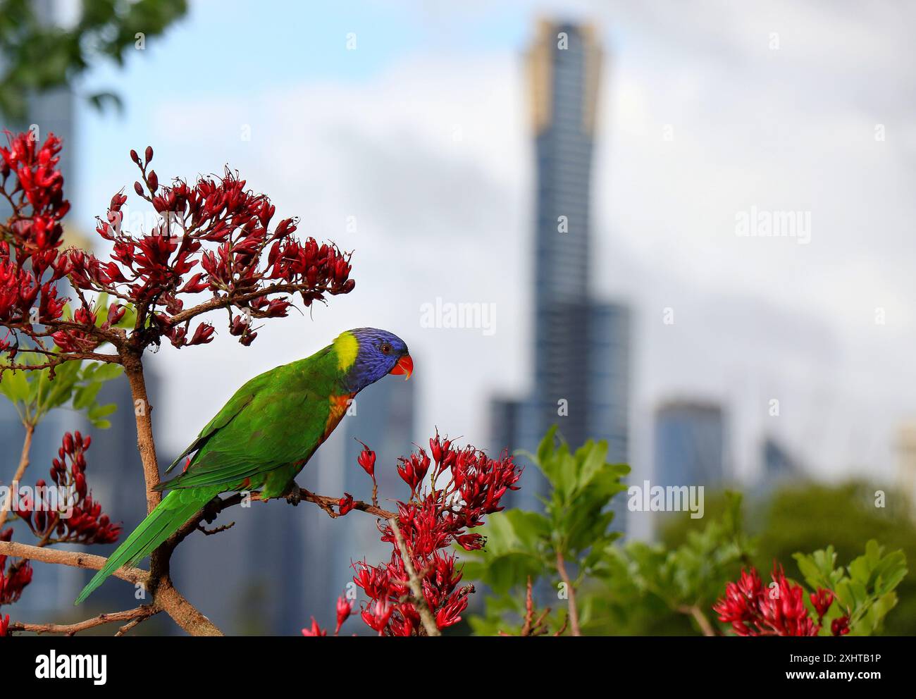 Schotia oiseau attirant l'arbre dans les jardins botaniques royaux Melbourne, Australie. Banque D'Images