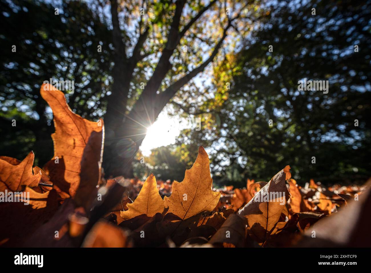 Feuilles d'automne dans les jardins botaniques royaux de Melbourne, Australie. Banque D'Images