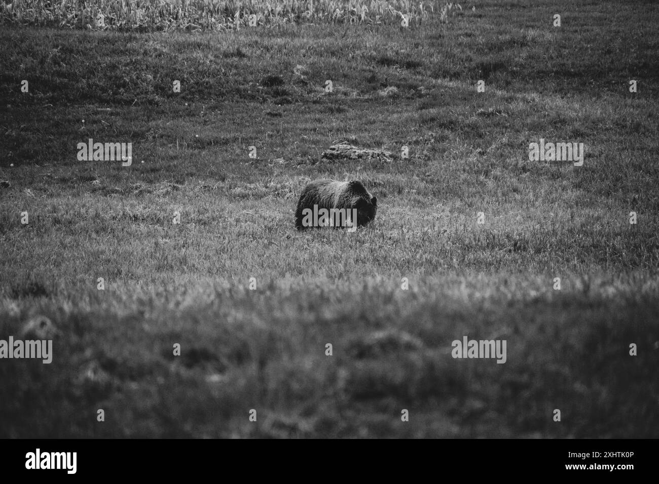 Image en noir et blanc d'un ours grizzle sur les prairies du parc national de Yellowstone. Banque D'Images