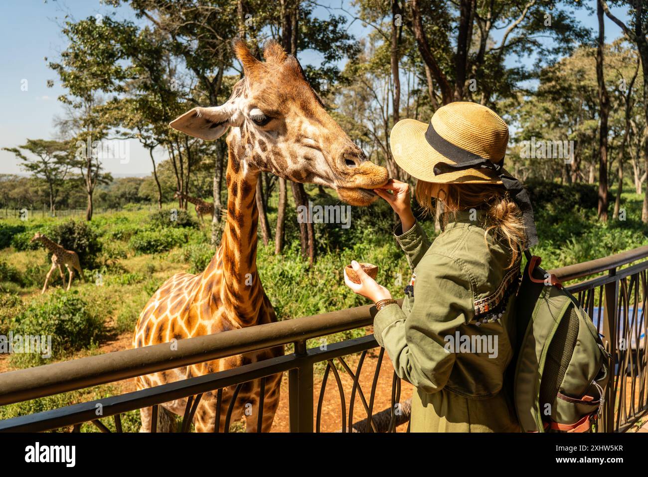 Gros plan de la tête d'une girafe kordofan (giraffa camelopardalis antiquorum) étant une femme nourrie à la main par une touriste dans un zoo Banque D'Images